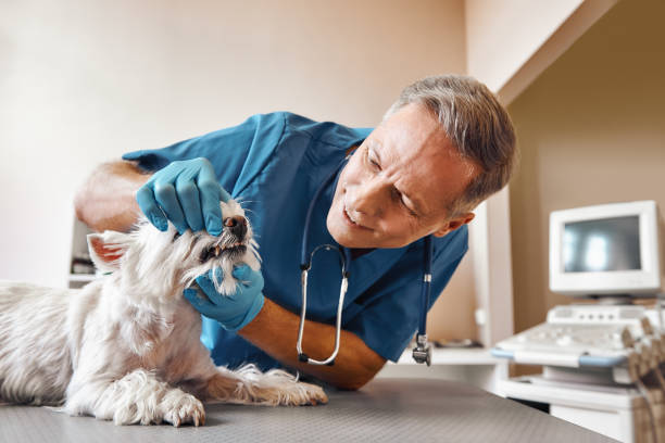 Best Emergency Care for Gum Disease in Chebanse, IL